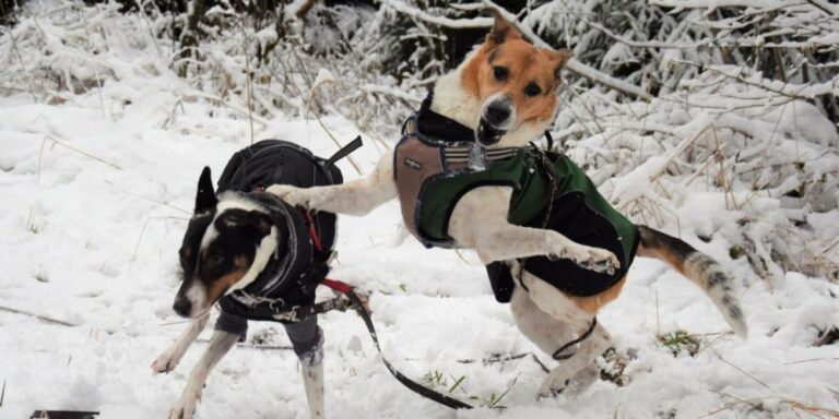 Winter mit hunden 8 | Outdoor Abenteuer mit Hunden – Ausrüstung, Wissen & Inspiration | Ein Bild von OUTDOOR HUNDE